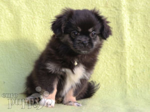 tibetan spaniel puppies cost