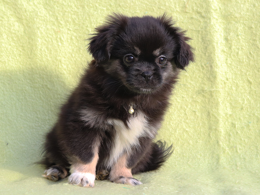 Istar Tibetan Spaniel Puppy For Sale Euro Puppy