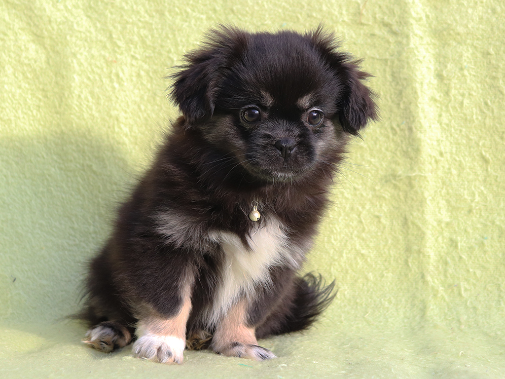 tibetan spaniel for sale