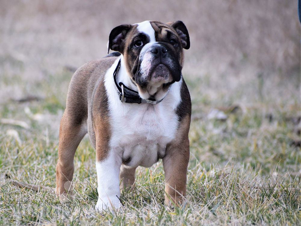 53+ European English Bulldog Breeders Pic Bleumoonproductions