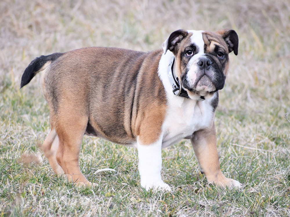 53+ European English Bulldog Breeders Pic Bleumoonproductions