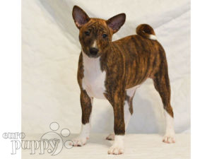 Basenji For Puppies Basenji For Puppies