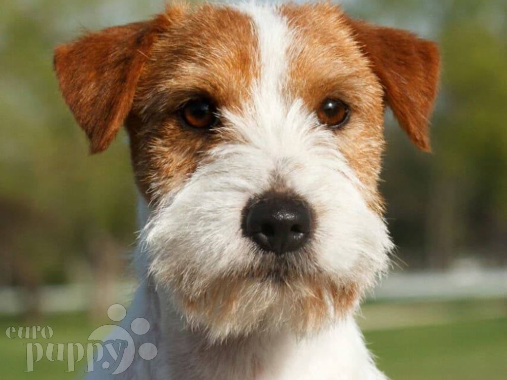 jack russell terrier for sale