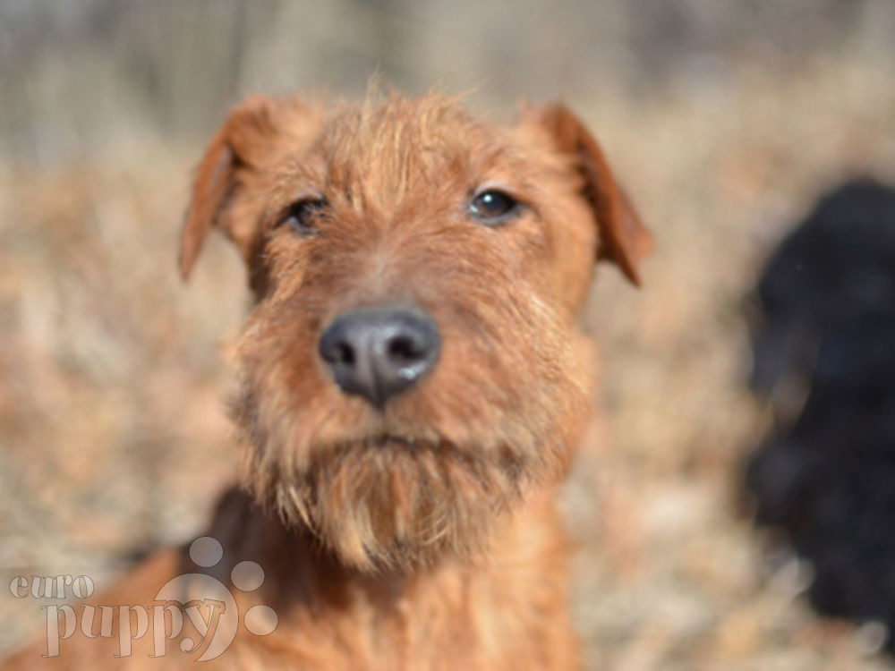 Doc Irish Terrier Puppy for sale Euro Puppy