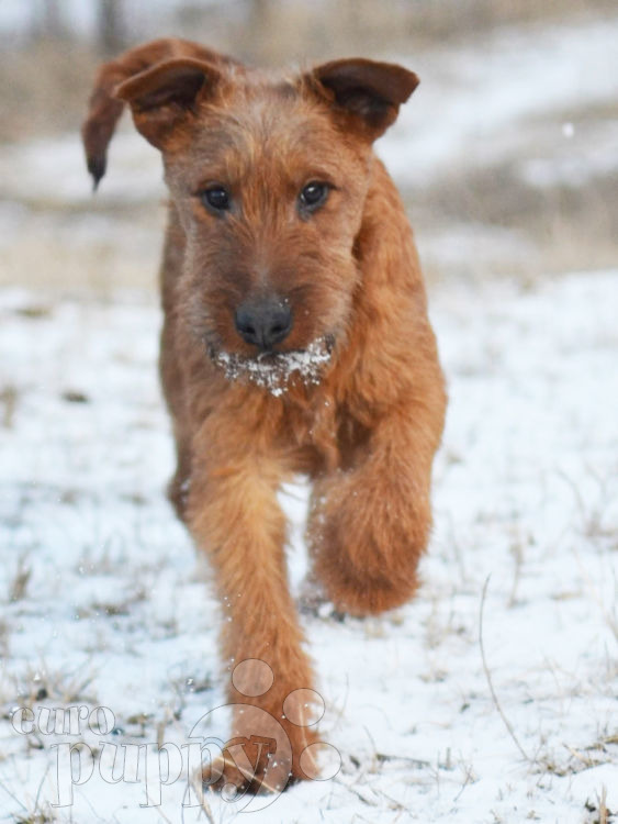 Doc Irish Terrier Puppy for sale Euro Puppy Doc Irish Terrier Puppy for sale Euro Puppy