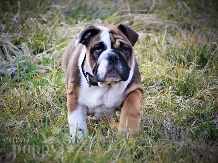 53+ European English Bulldog Breeders Pic Bleumoonproductions