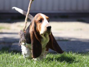 basset hound rehoming