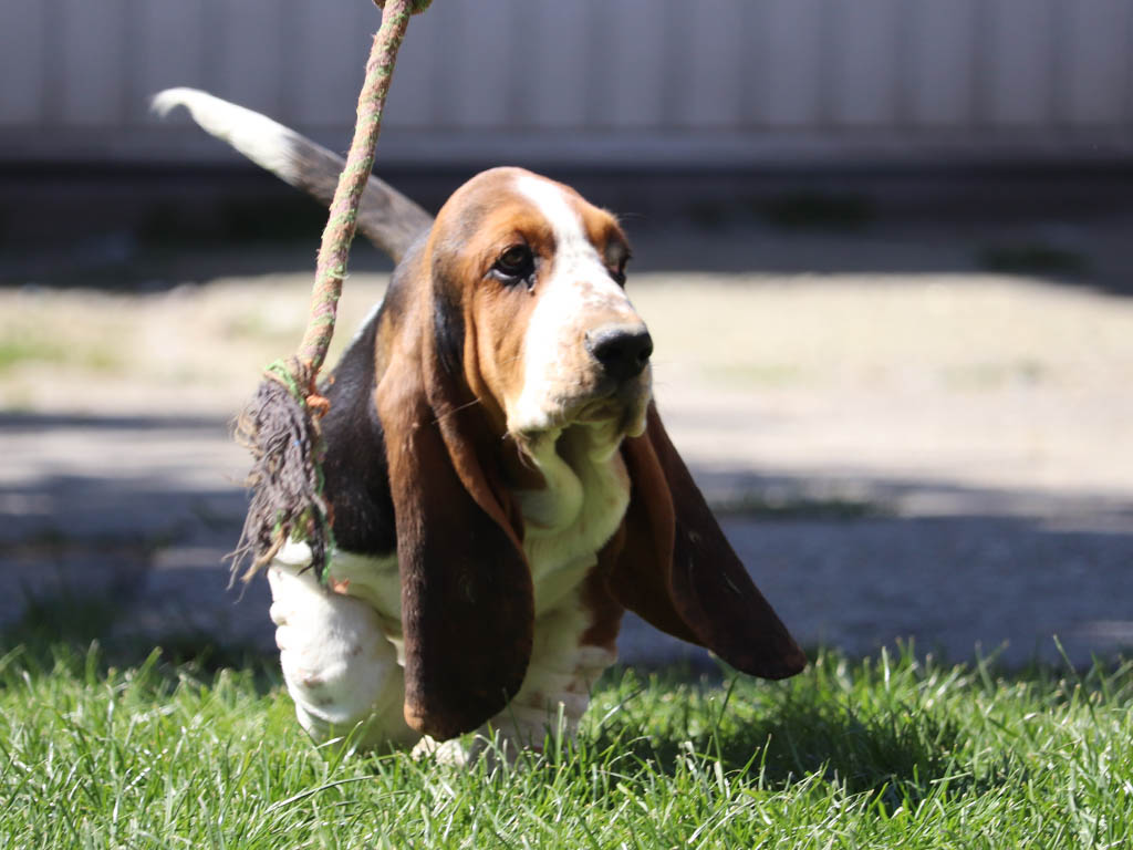 basset terrier