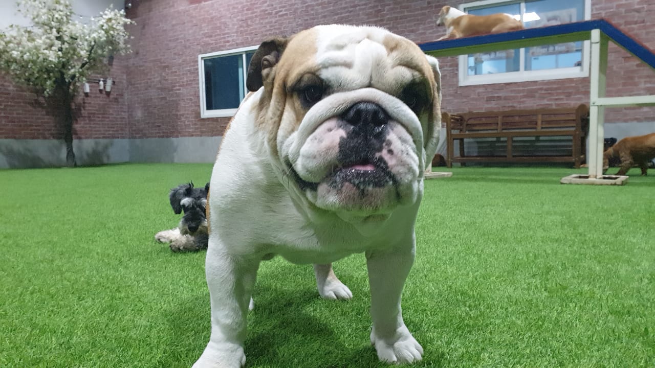 Bentley English Bulldog Puppy Dubai, 103