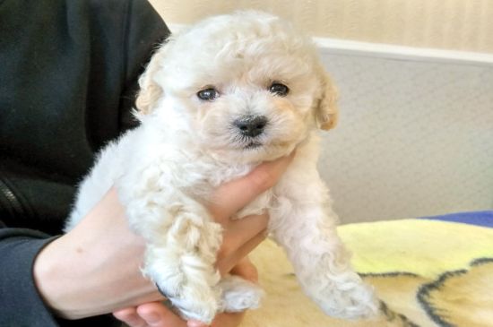 maltipoo (2)-2
