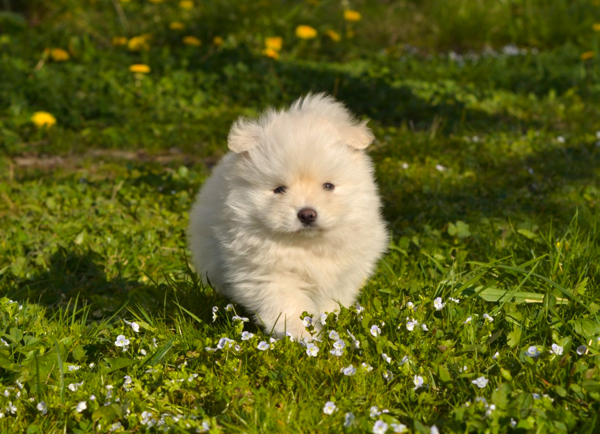 pomsky