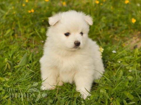 31 HQ Images Pomsky Puppies For Sale / Tiny Pomsky Puppies For Sale Youtube