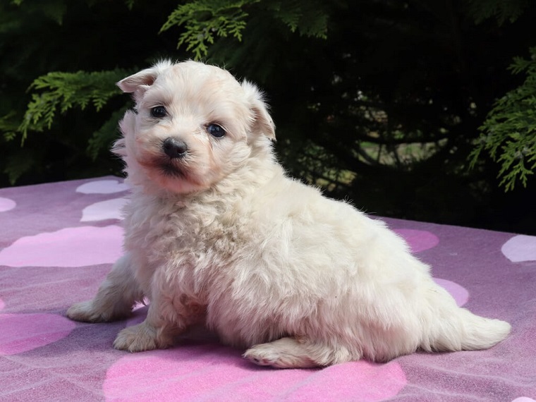 White Maltipom