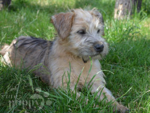 soft coated wheaten for sale