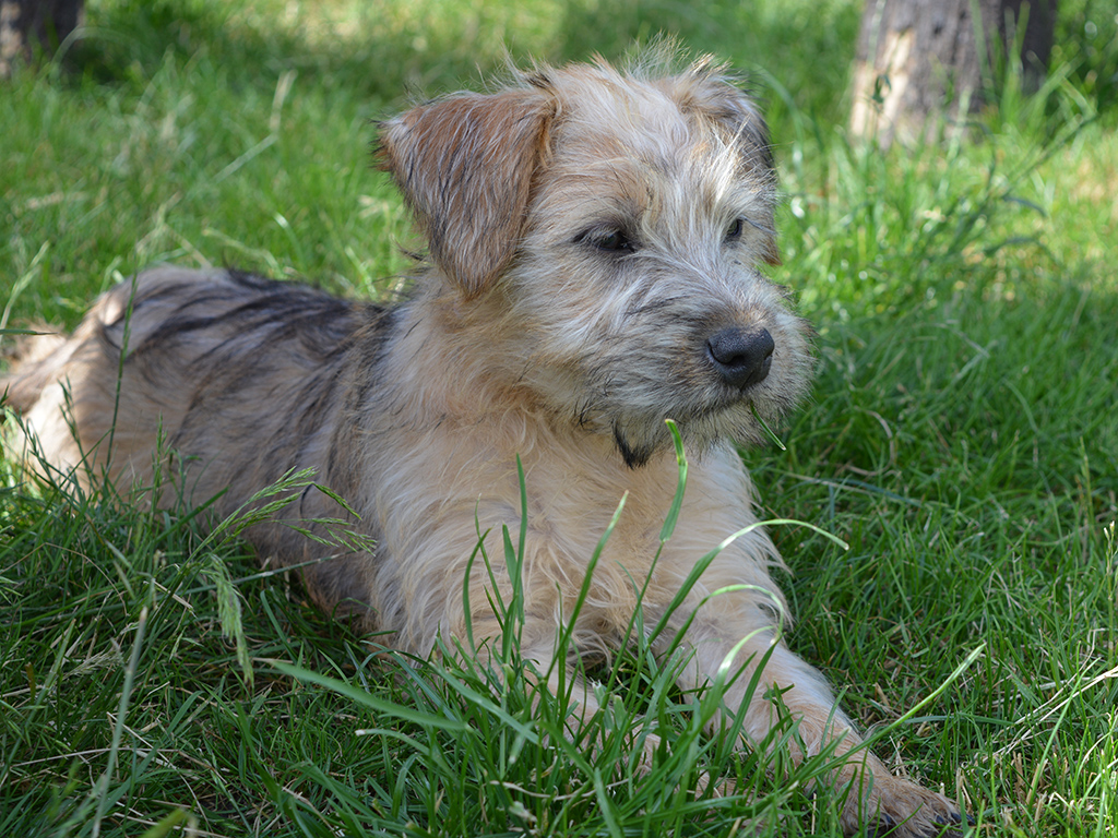 Amy Soft Coated Wheaten Terrier Puppy For Sale Euro Puppy