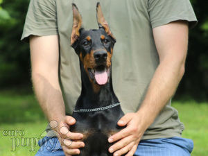 Dobermann For Sale Dobermann Puppies