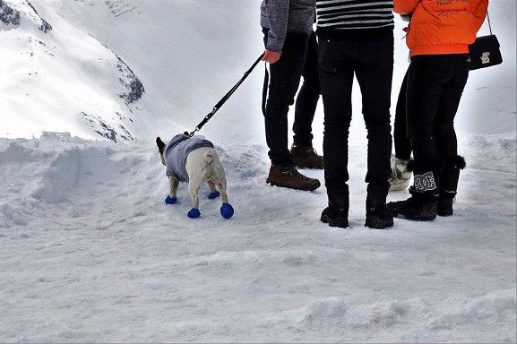 dog booties