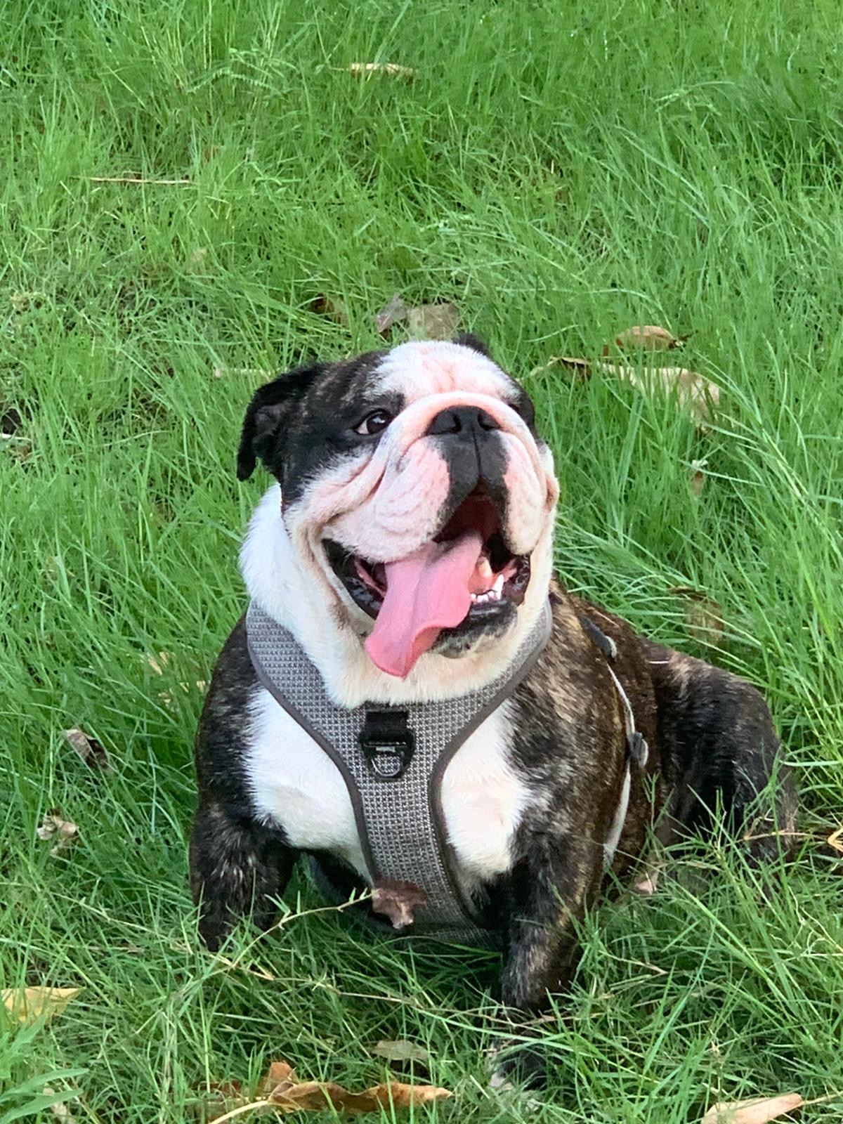 Wilson English Bulldog Puppy Kuwait,