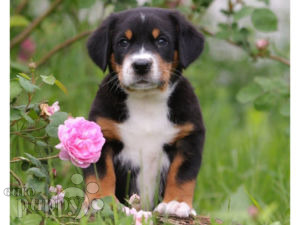 Great Swiss Mountain Dog For Sale Great Swiss Mountain Dog Puppies