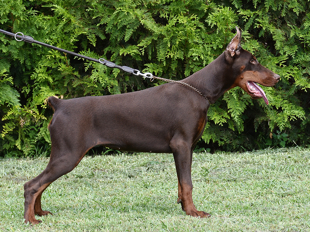 Megan Doberman Pinscher Puppy For Sale Euro Puppy