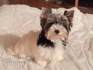 Biewer Yorkie For Sale Biewer Yorkie Puppies Biewer Yorkie For Sale Biewer Yorkie Puppies
