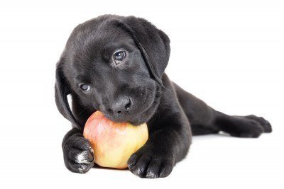 fruit and veg for dogs