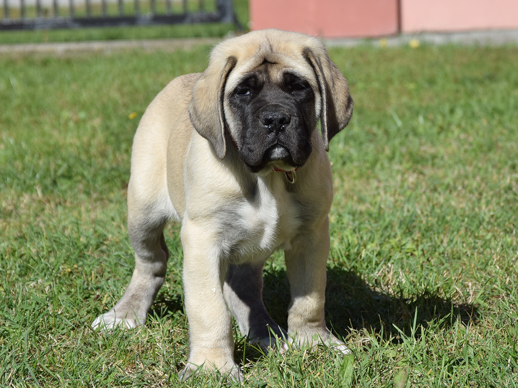 Lord - Mastiff Puppy for sale | Euro Puppy
