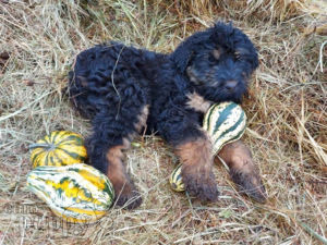 black russian terrier kijiji