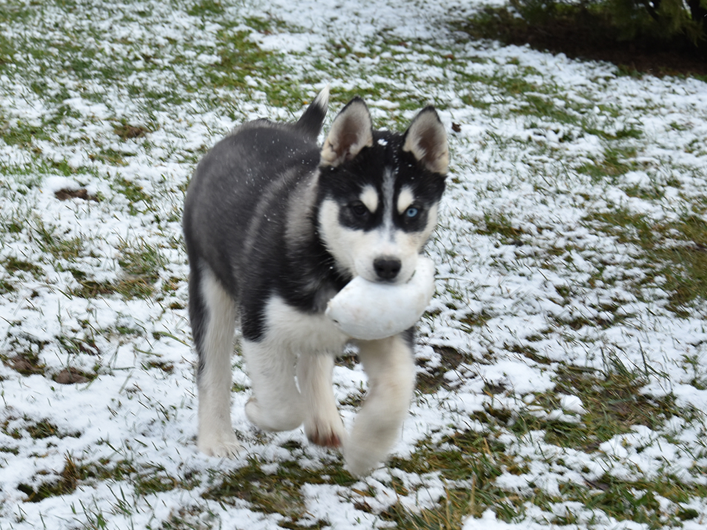Husky Puppies For Sale South Africa