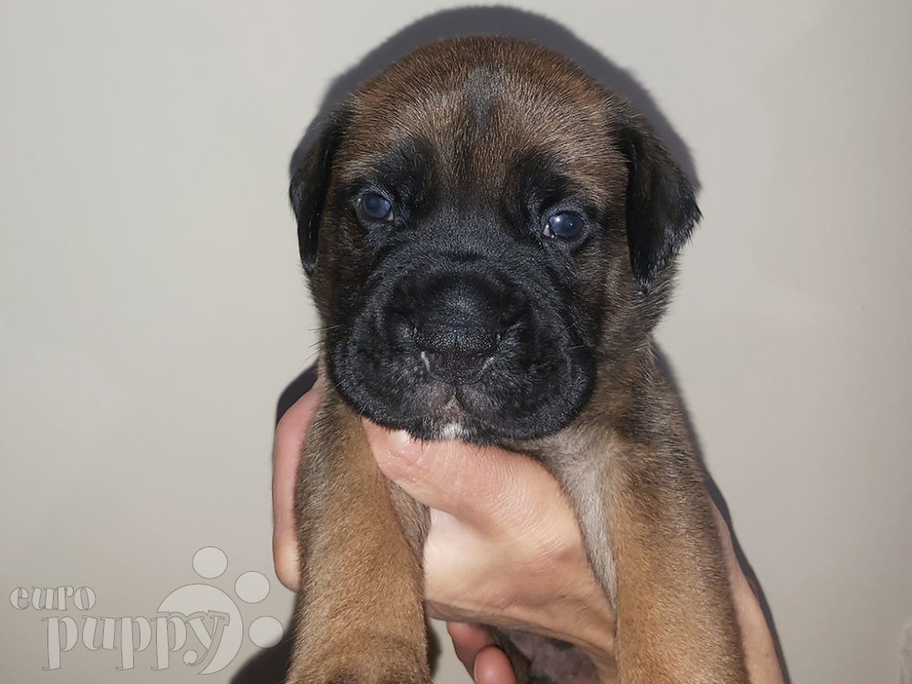 mongolian bullmastiff