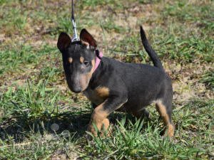 Miniature Bullterrier For Sale Miniature Bullterrier Puppies