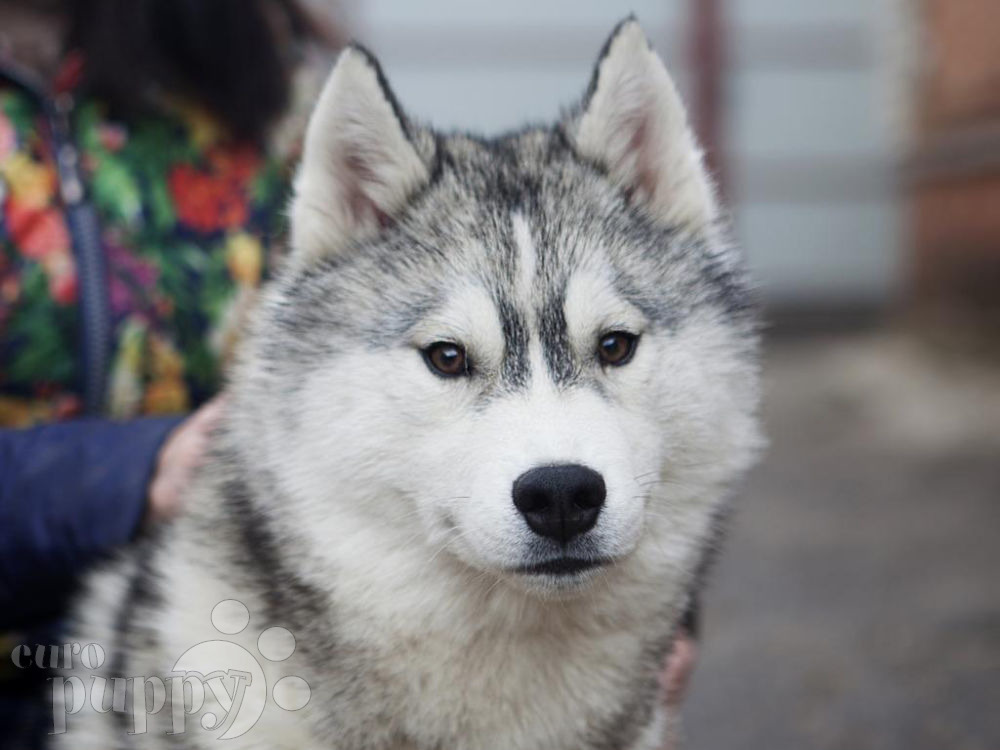 Balto Siberian Husky Puppy For Sale Euro Puppy