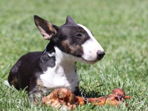 pix Bull Terrier For Sale Georgia miniature bullterrier puppies
