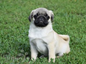 Pug For Sale Pug Puppies