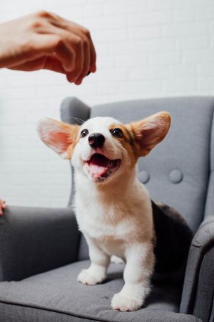 Pembroke Welsh Corgi