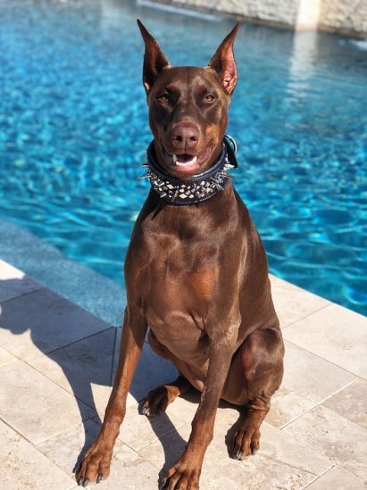 Doberman Pinscher by the pool