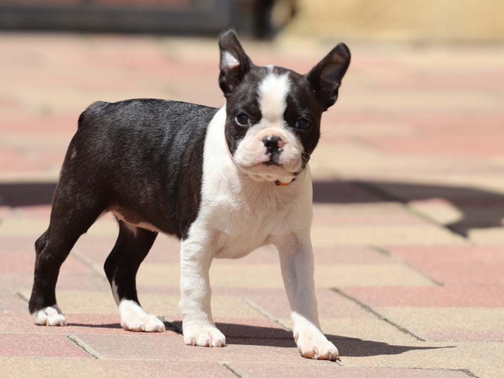 Babe Boston Terrier Puppy for sale Euro Puppy