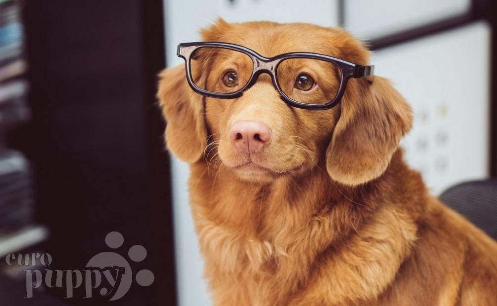 smart dog in reading glasses