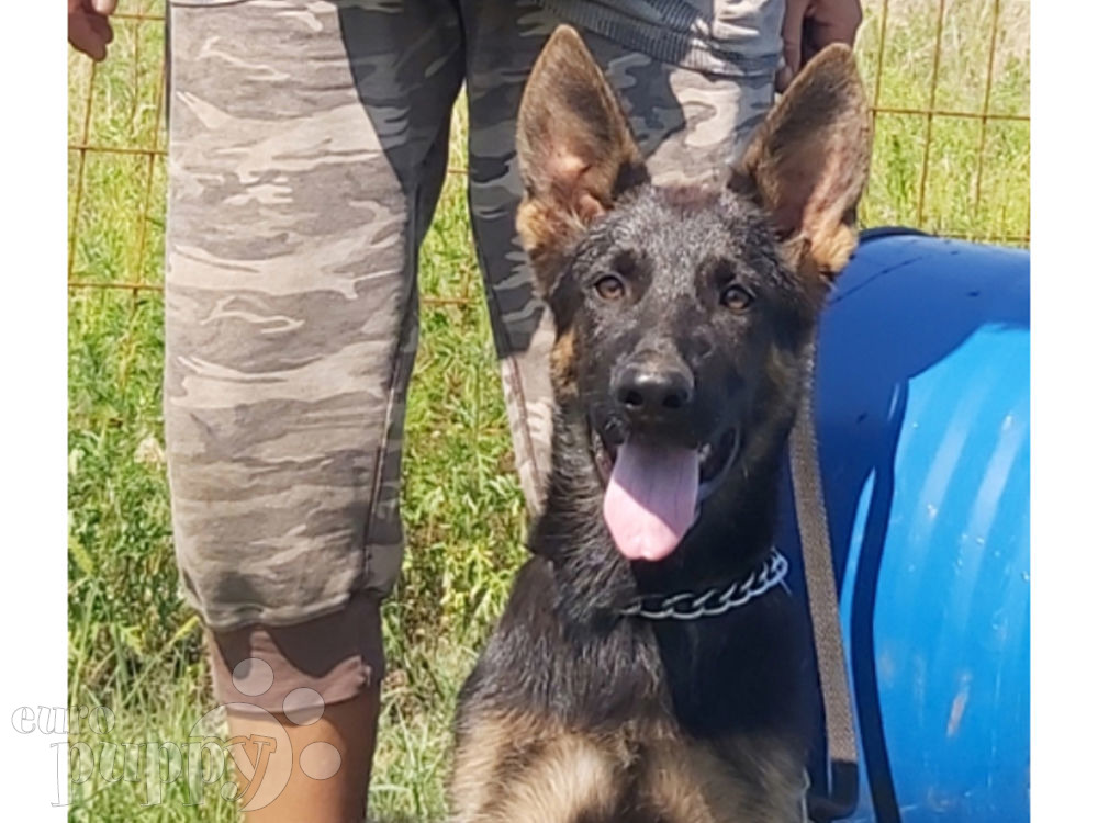 medium haired german shepherd puppies for sale