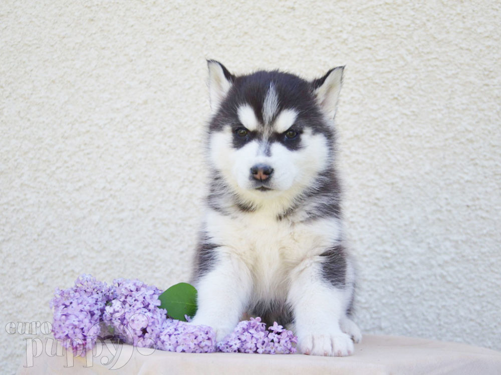 Demetra Siberian Husky Puppy For Sale Euro Puppy