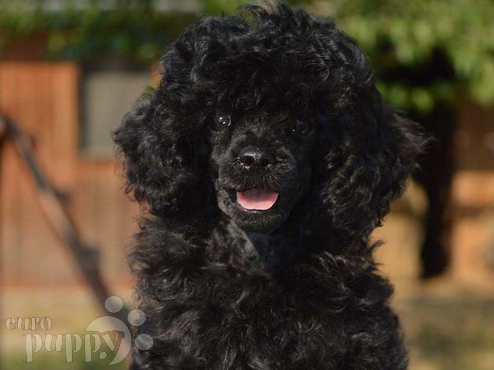 medium poodles for sale near me