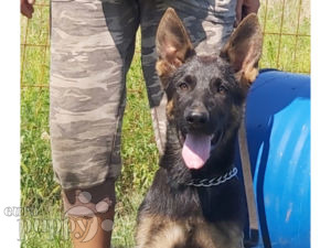 German Shepherd Dog For Sale German Shepherd Dog Puppies German Shepherd Dog For Sale German Shepherd Dog Puppies