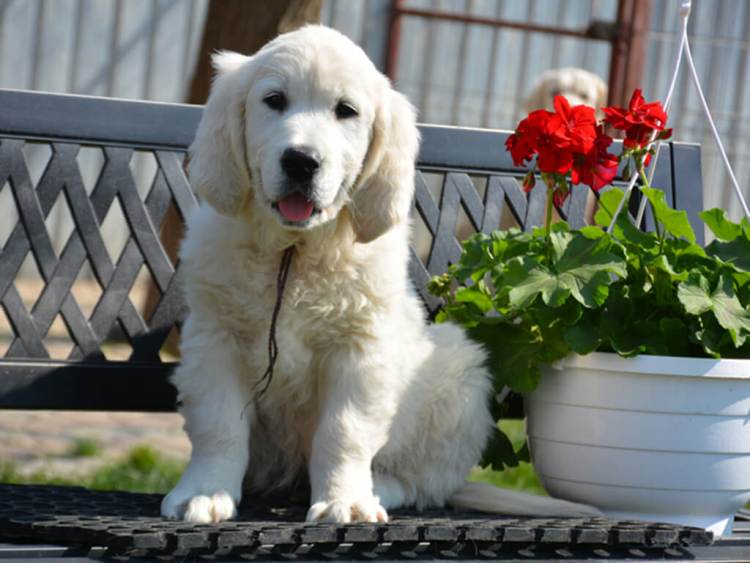 young adult / older puppy Golden Retriever longevity