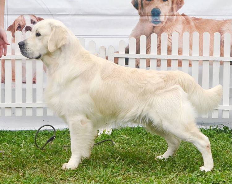 adult Golden Retriever lifespan