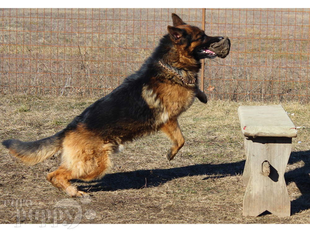 german dog double coat