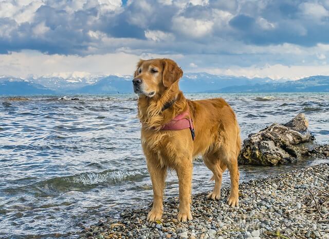 senior Golden Retriever lifespan