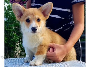 Welsh Corgi For Sale Welsh Corgi Puppies