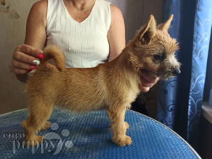 Norwich Terrier For Sale Norwich Terrier Puppies