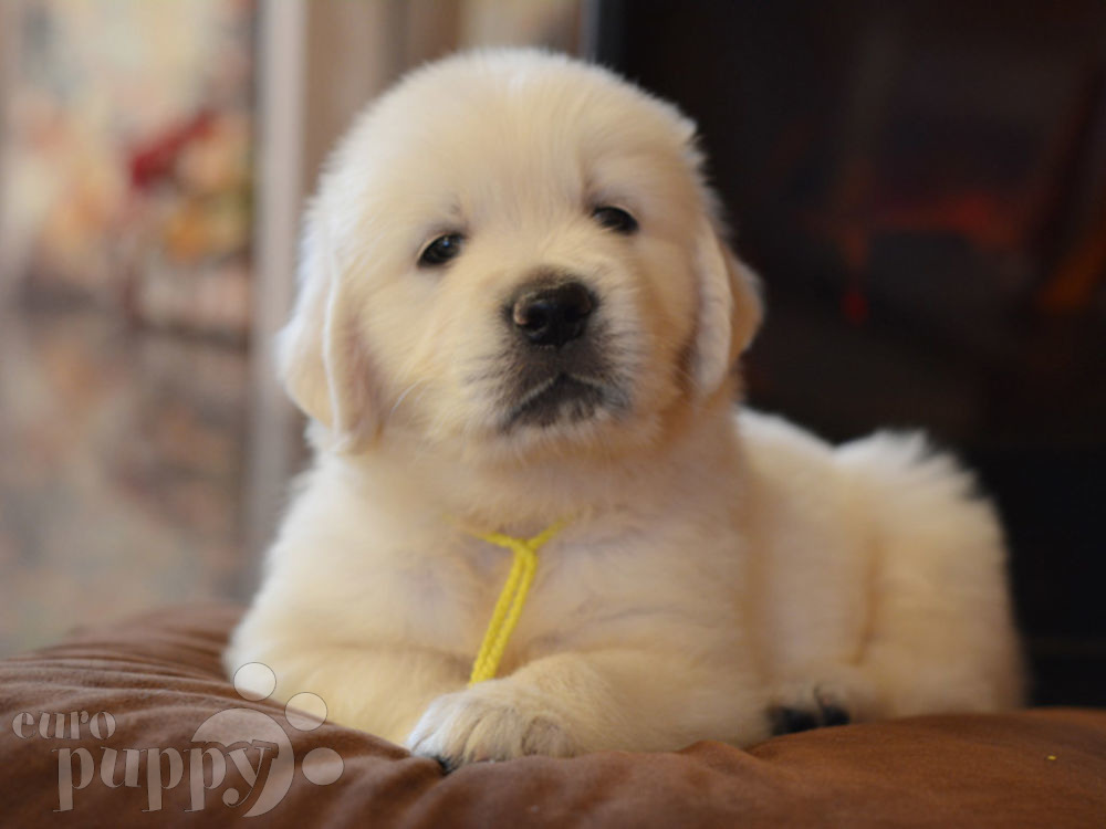 golden retriever puppy