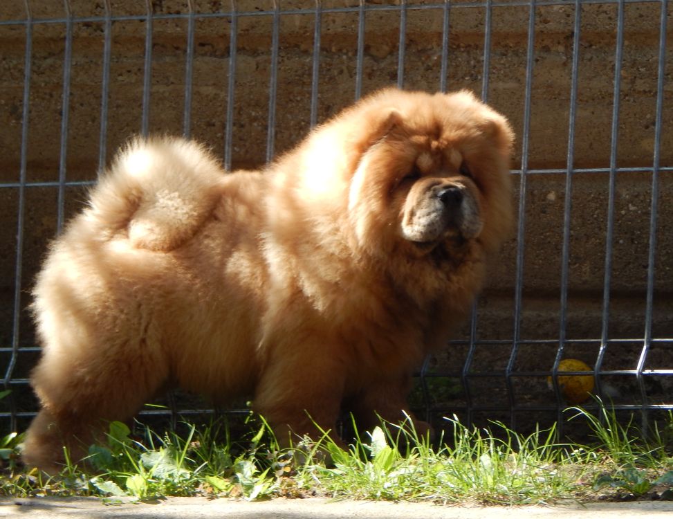 fully grown chow chow